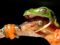 PHOTOS: Best Wild Animal Photos of 2008 Announced